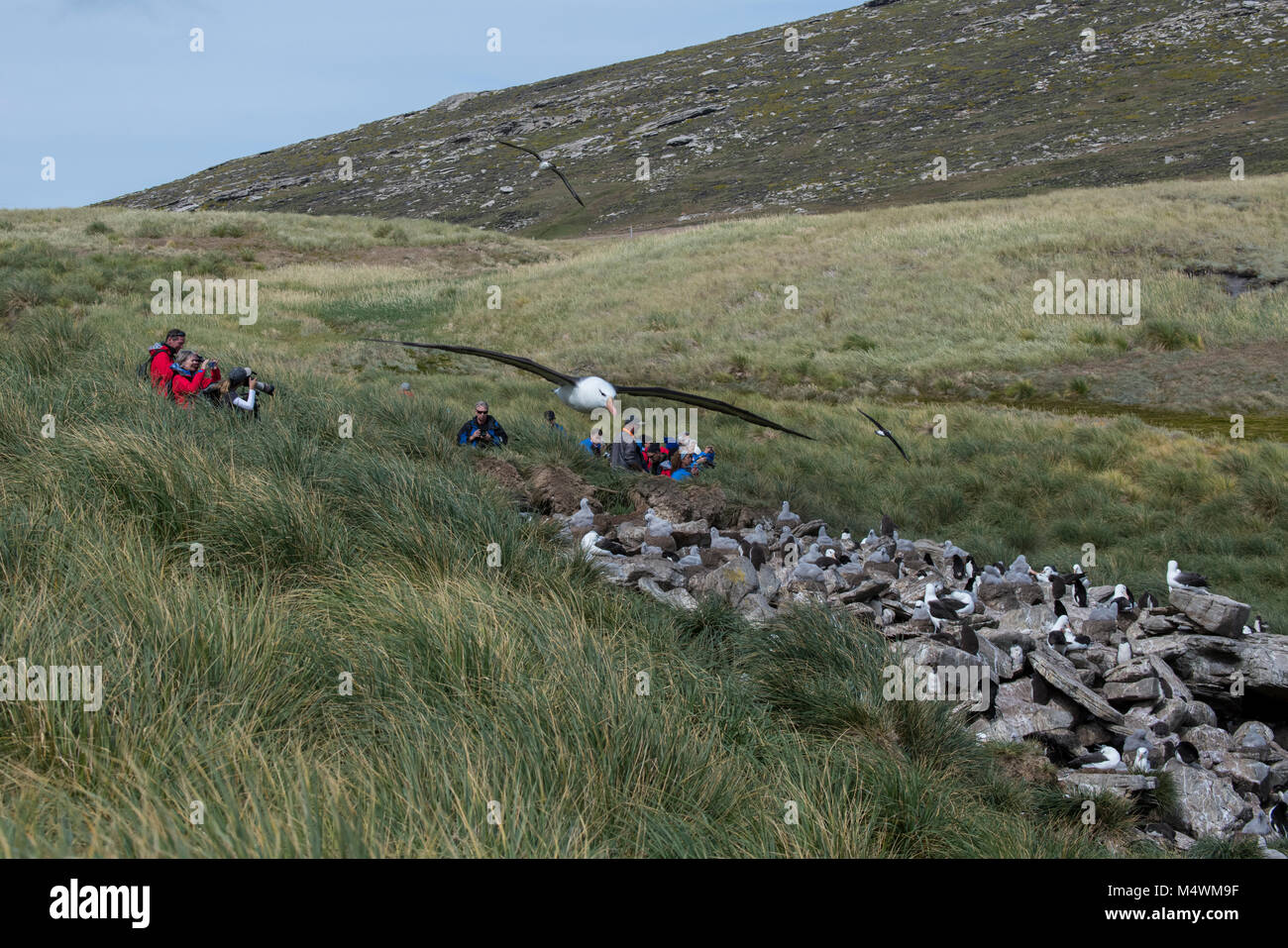 Isole Falkland, West Point Island. Avventura turisti sul bordo del nero-browed albatross e pinguino saltaroccia colonia. Albatross in volo. Foto Stock