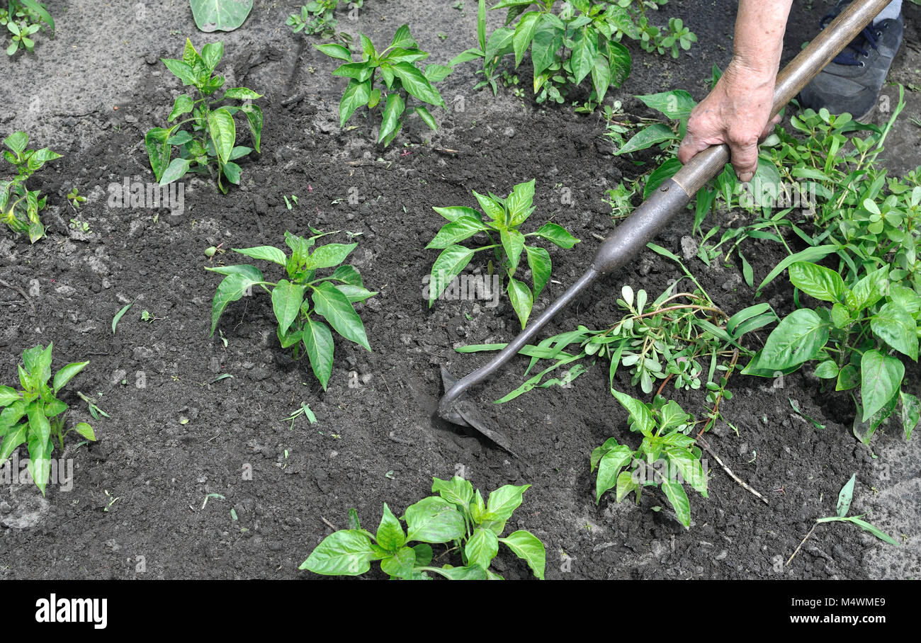Giardiniere tirare le erbacce con una zappa nella piantagione di pepe nel giardino vegetale Foto Stock