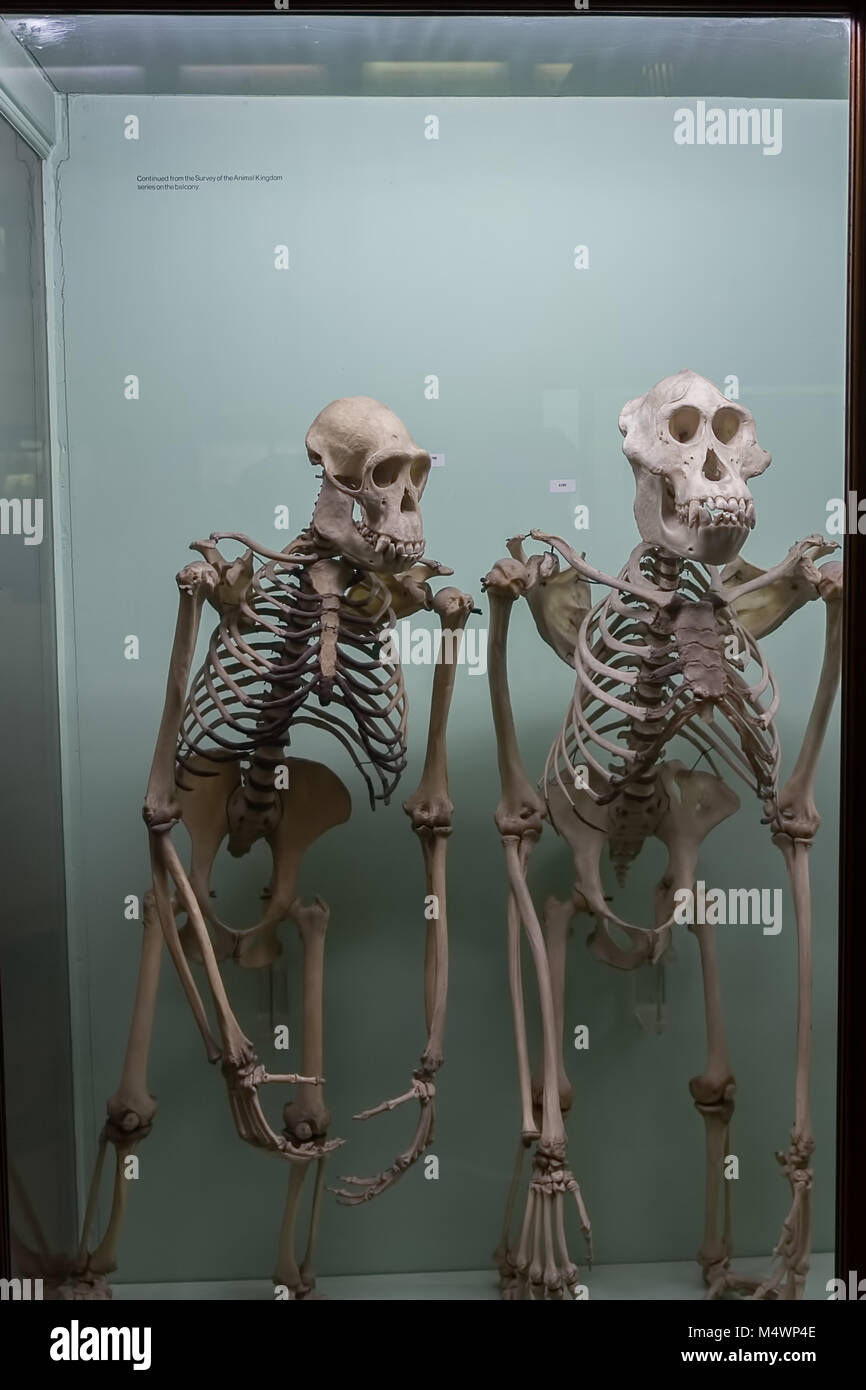 Un display di scheletri di ape al Horniman Museum, Forest Hill, Londra Foto Stock