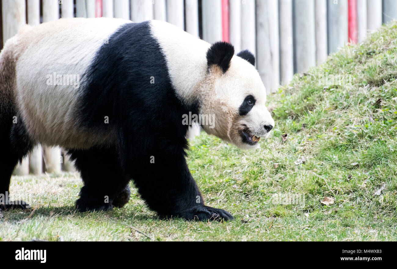 Madrid, Spagna. 18 Febbraio, 2018. Un panda gigante (Ailuropoda melanoleuca) si appoggia a Zoo di Madrid il 18 febbraio 2018 a Madrid, Spagna. ©David Gato/Alamy Live News Foto Stock