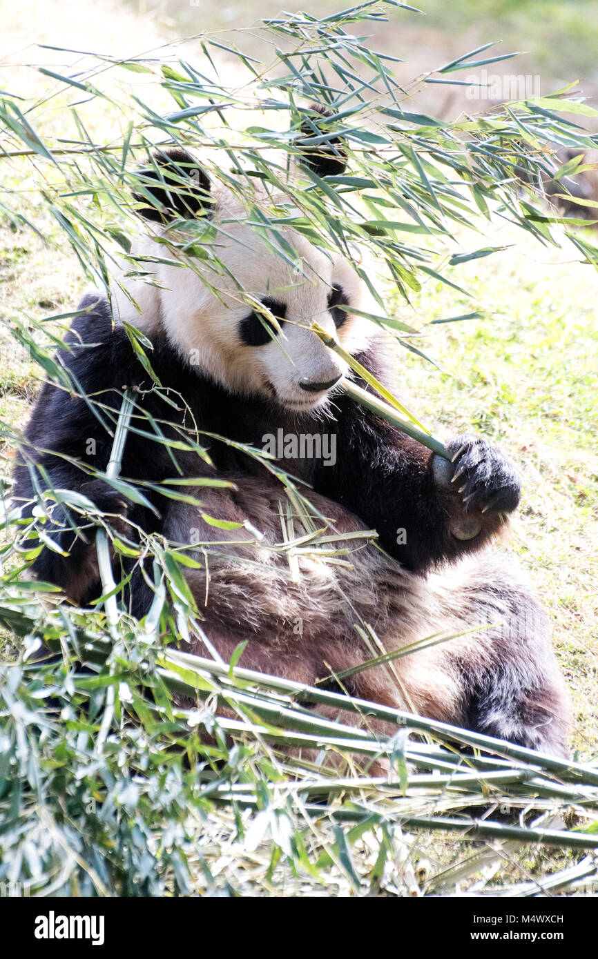 Madrid, Spagna. 18 Febbraio, 2018. Un panda gigante (Ailuropoda melanoleuca) si appoggia a Zoo di Madrid il 18 febbraio 2018 a Madrid, Spagna. ©David Gato/Alamy Live News Foto Stock