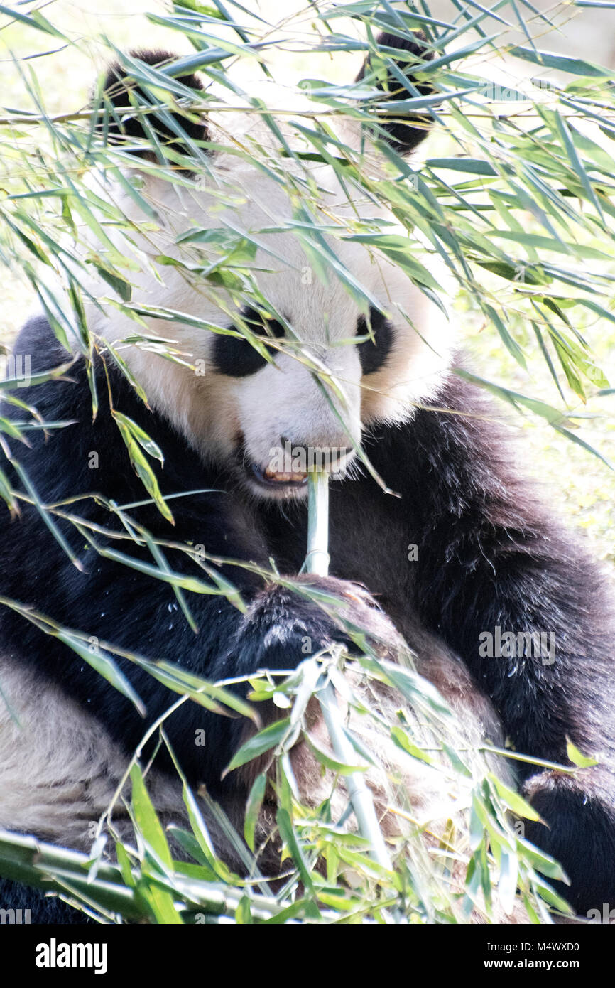 Madrid, Spagna. 18 Febbraio, 2018. Un panda gigante (Ailuropoda melanoleuca) si appoggia a Zoo di Madrid il 18 febbraio 2018 a Madrid, Spagna. ©David Gato/Alamy Live News Foto Stock