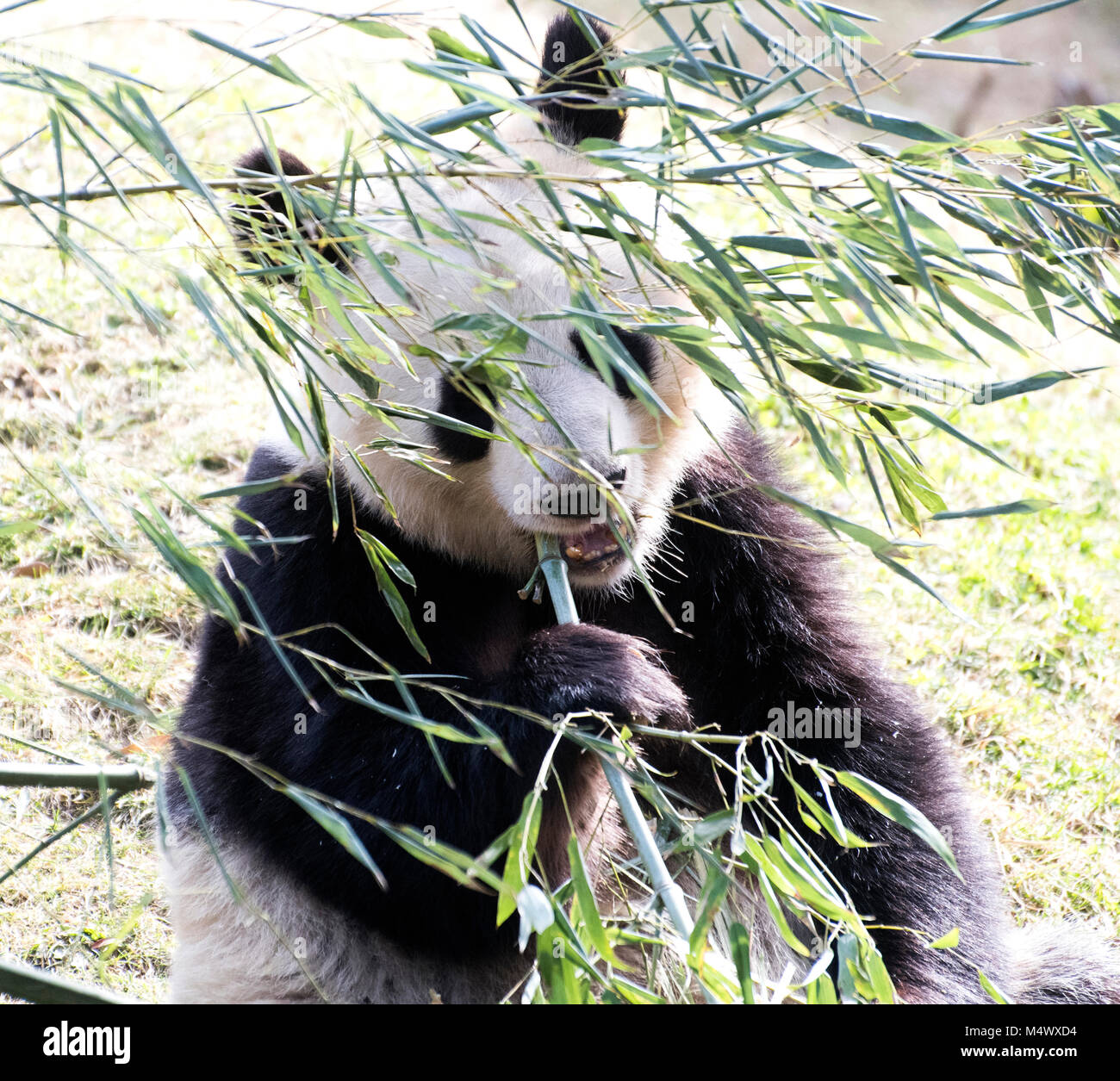 Madrid, Spagna. 18 Febbraio, 2018. Un panda gigante (Ailuropoda melanoleuca) si appoggia a Zoo di Madrid il 18 febbraio 2018 a Madrid, Spagna. ©David Gato/Alamy Live News Foto Stock