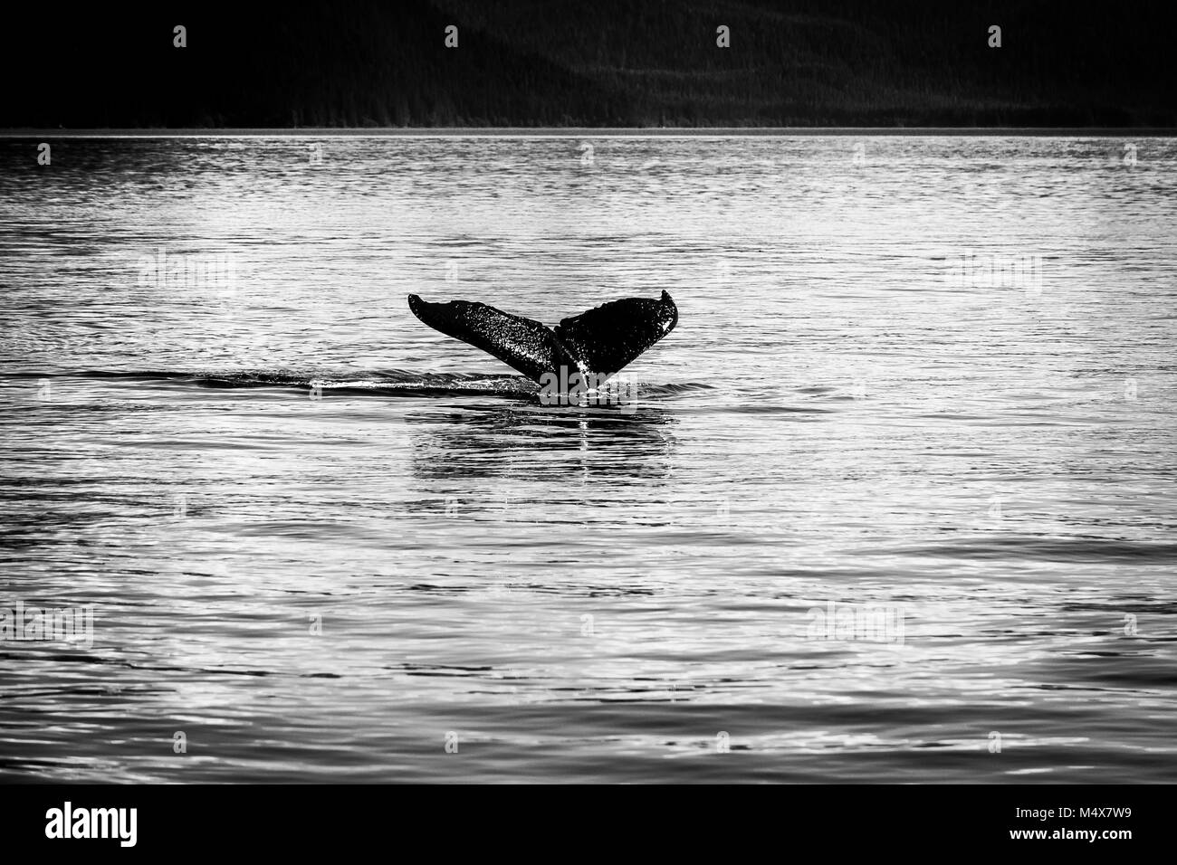 L'aletta della balena Foto Stock