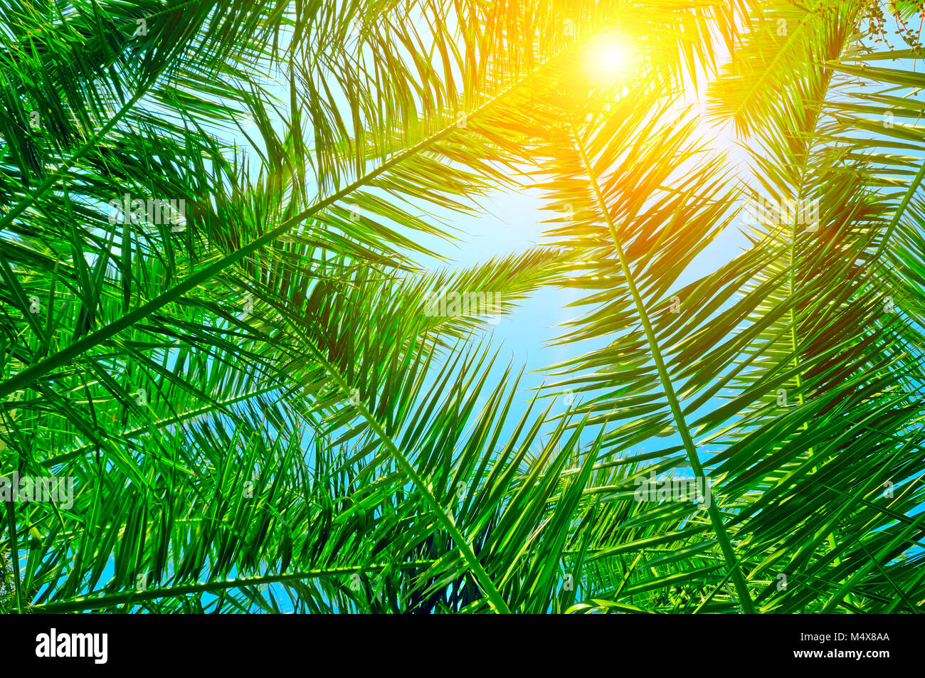 Sfondo di foglie di palma e cielo blu Foto Stock