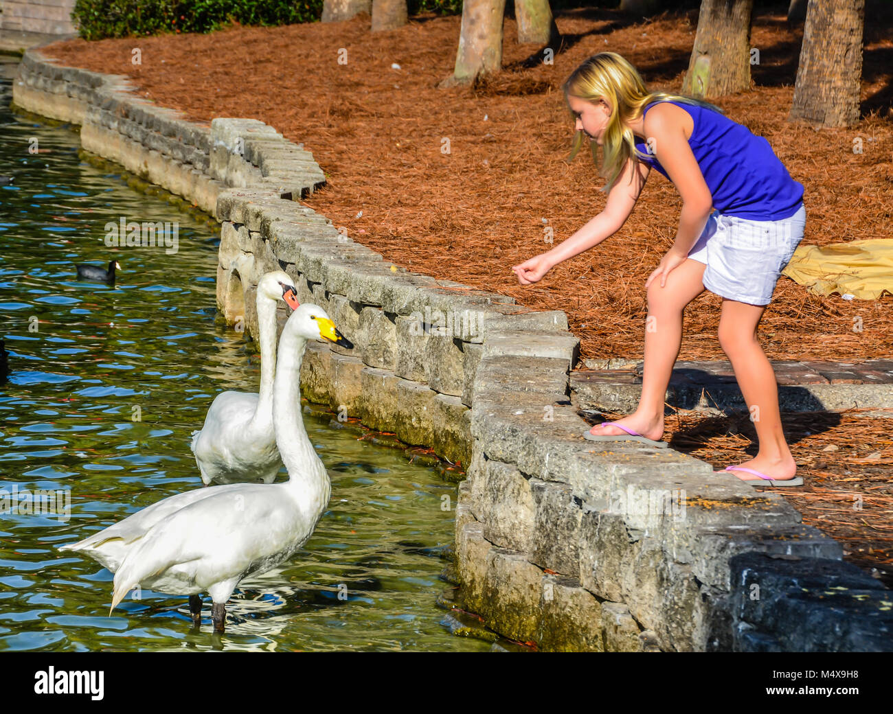 Orlando, FL. Ragazza giovane e carina alimentare cigni bianchi a Lake Eola in Florida. Foto Stock