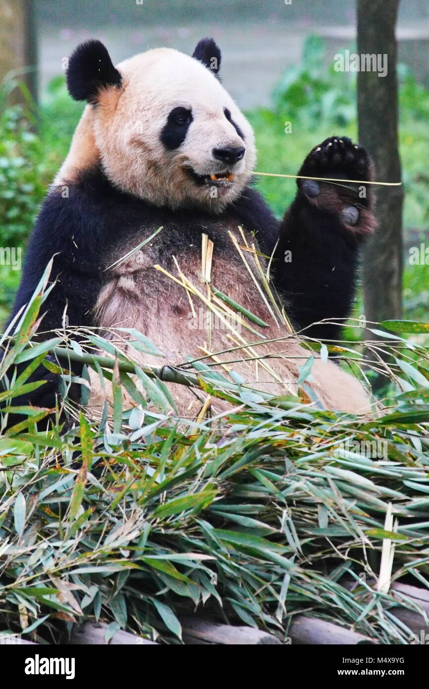 Panda Foto Stock