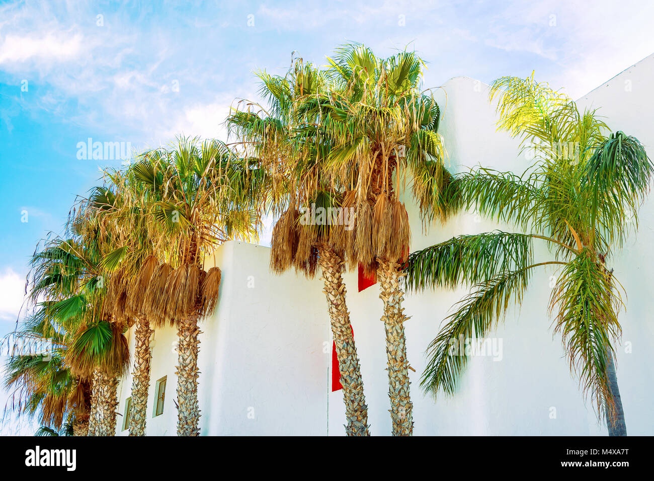 Alte palme che circondano case bianche sul cielo blu sullo sfondo. Condizioni di luce solare intensa vivaci colori estivi. Tipico residenziale California mediterraneo un Foto Stock