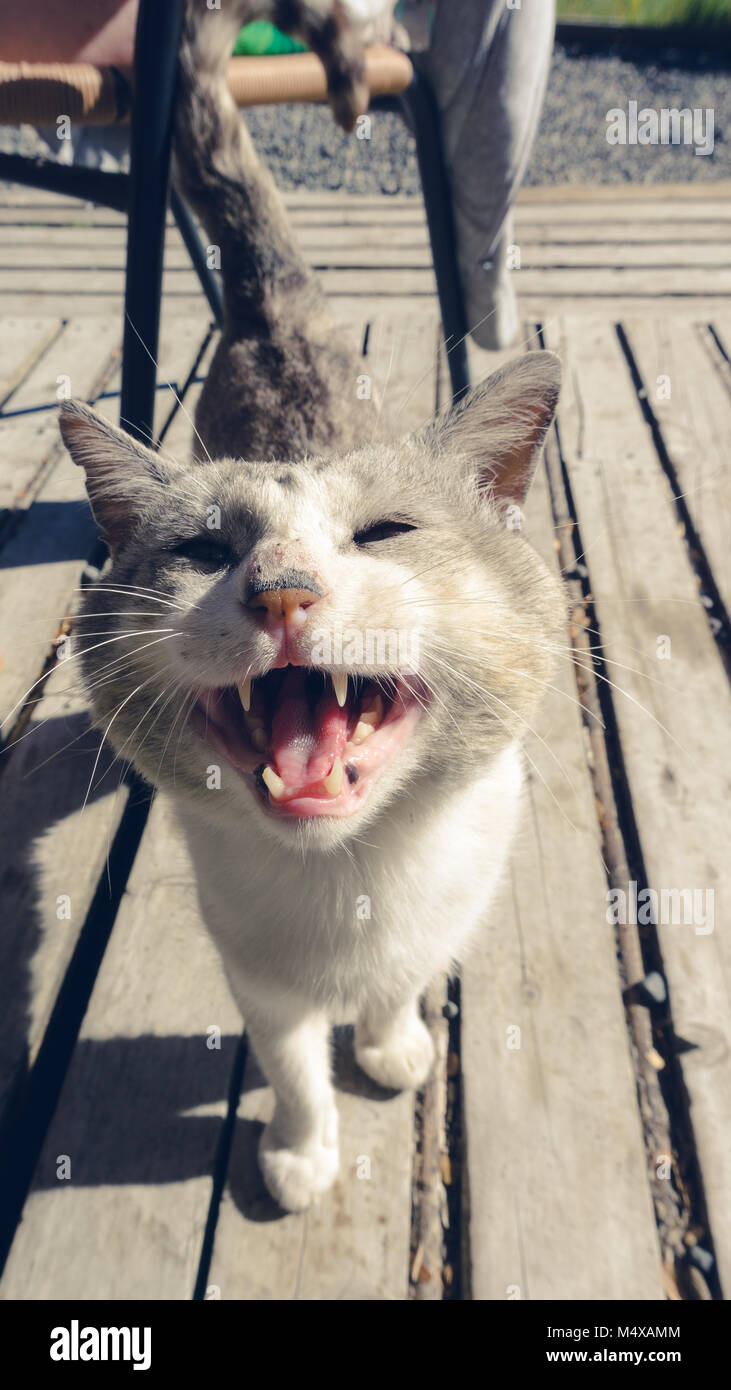 Gatto sorridente al tempo stesso che meowed , preziosi i gatti domestici con splendide carisma Foto Stock
