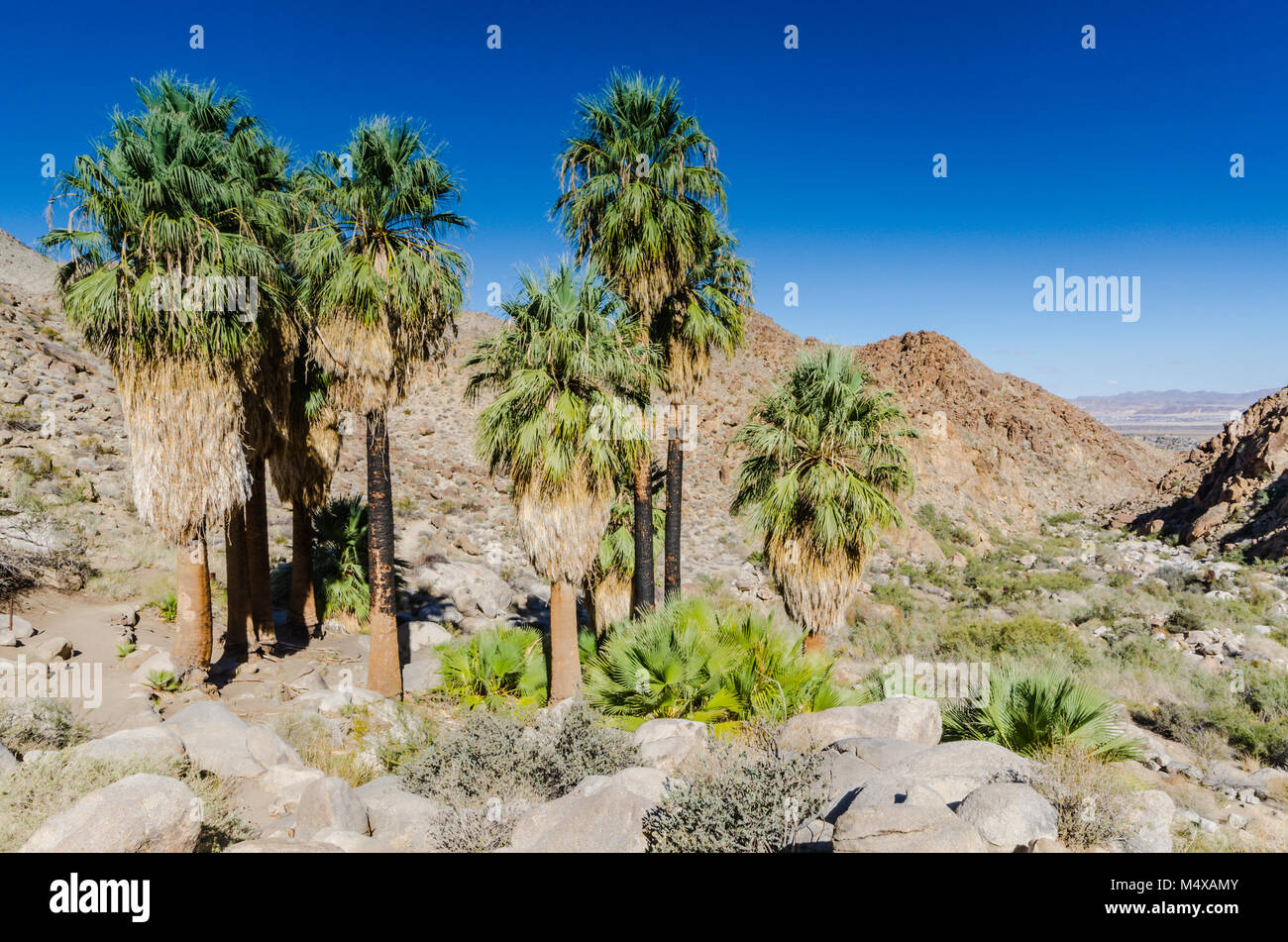 Barbuto palme e viste sulla montagna sul sentiero nel Parco nazionale di Joshua Tree. Foto Stock