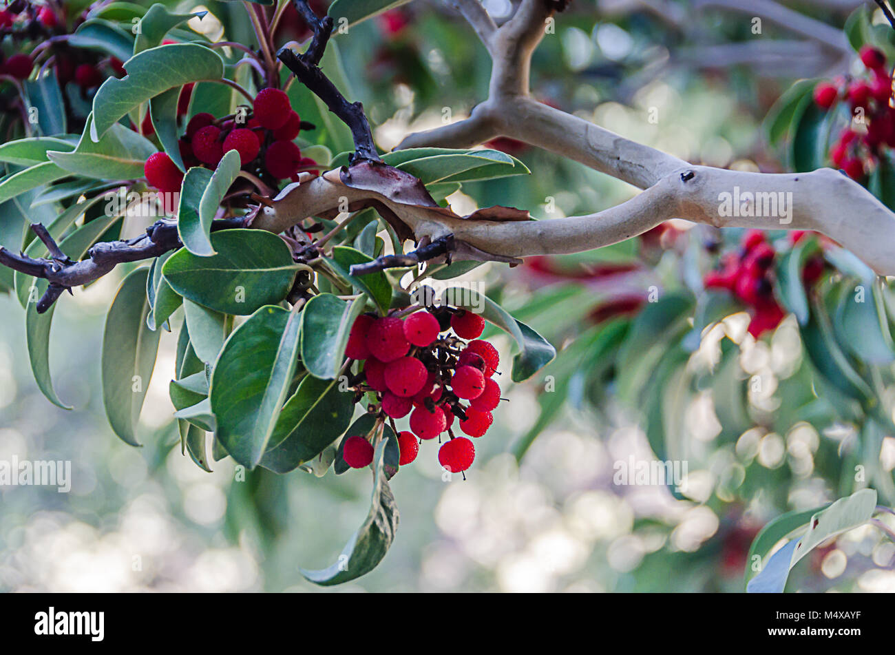 Cluster di bacche rosse su un albero Madrone nel Parco Nazionale delle Montagne Guadalupe in Texas. Arbutus texana si trova sulle pendici rocciose o o pareti del canyon. Foto Stock
