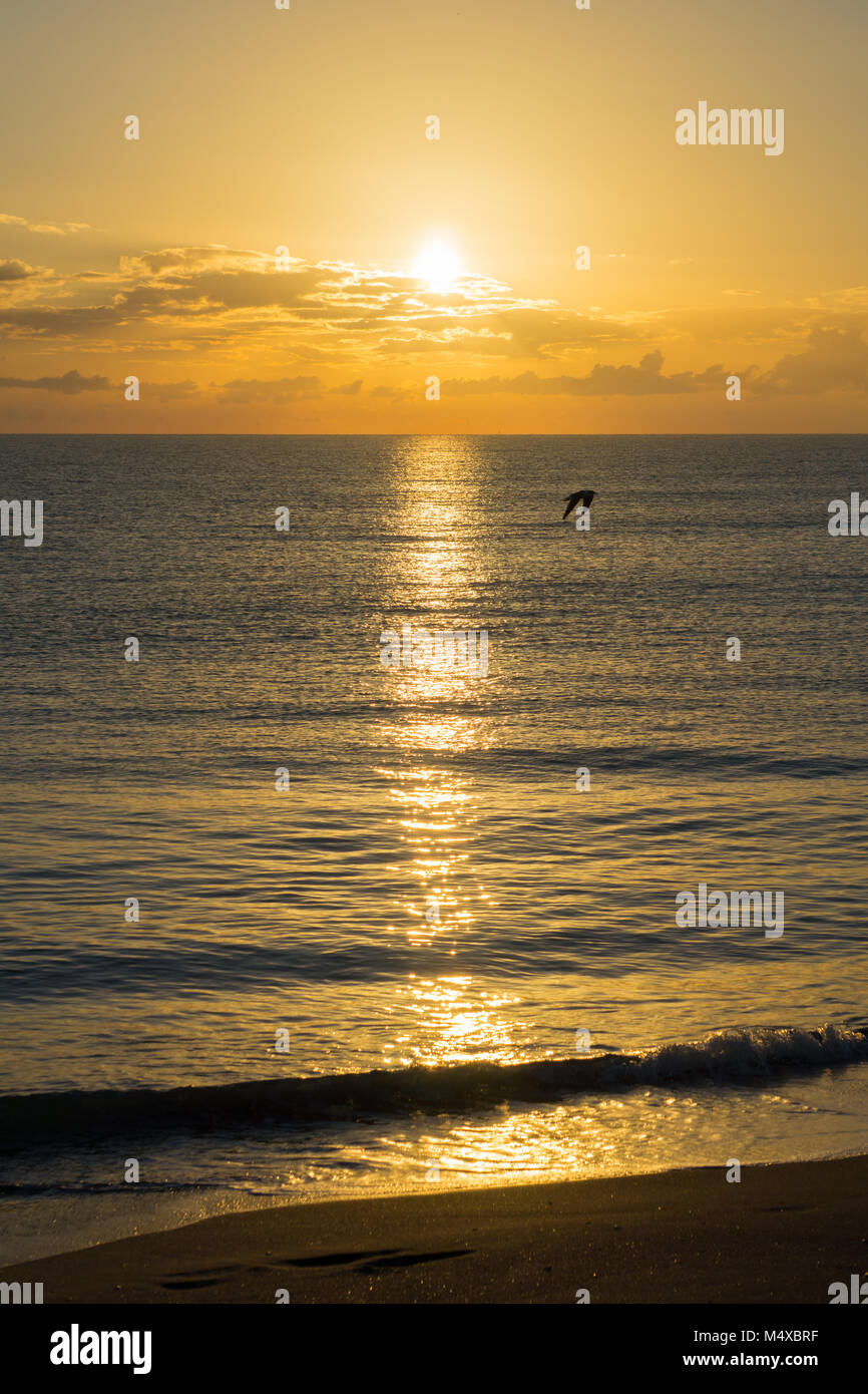 Con sunrise sea gull a Hobe Sound Beach sul litorale orientale della Florida sull'Oceano Atlantico, Hobe Sound, Martin County, Florida, Stati Uniti d'America Foto Stock