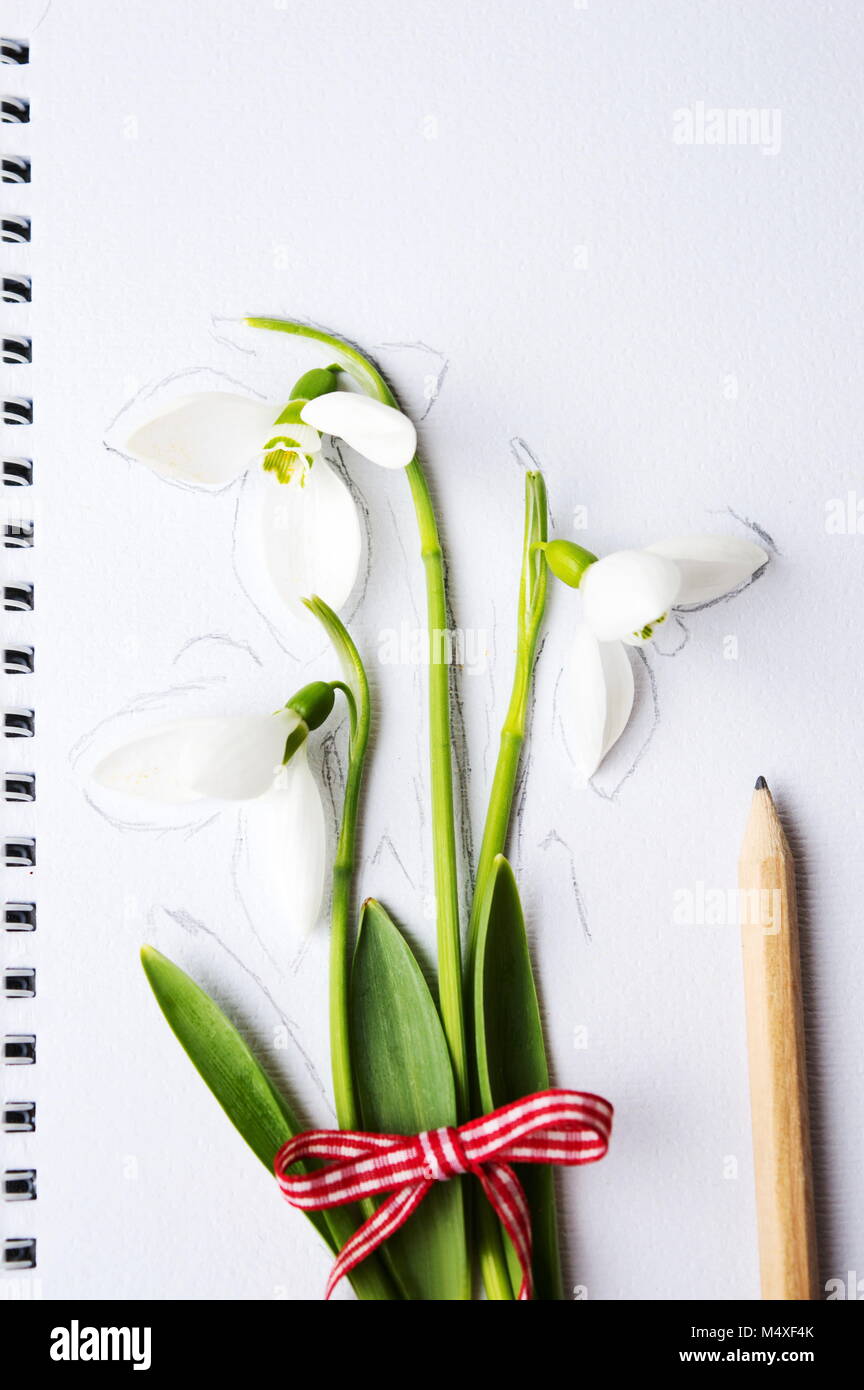 Bucaneve e una matita bianca su carta di disegno Foto stock - Alamy