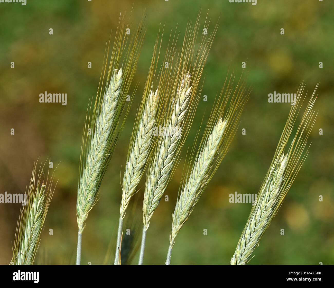Il mais; crop; il grano; frumento; Foto Stock