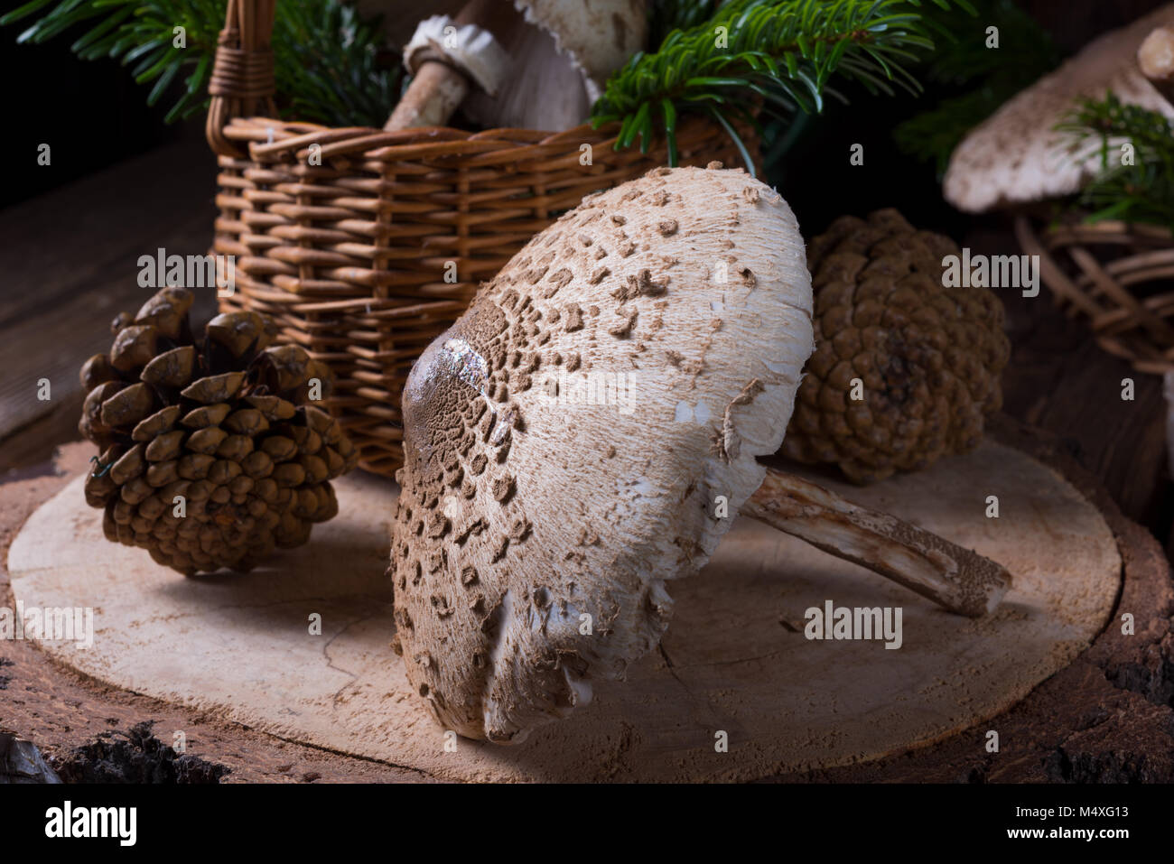 Parasol (fungo Macrolepiota procera o Lepiota procera) Foto Stock