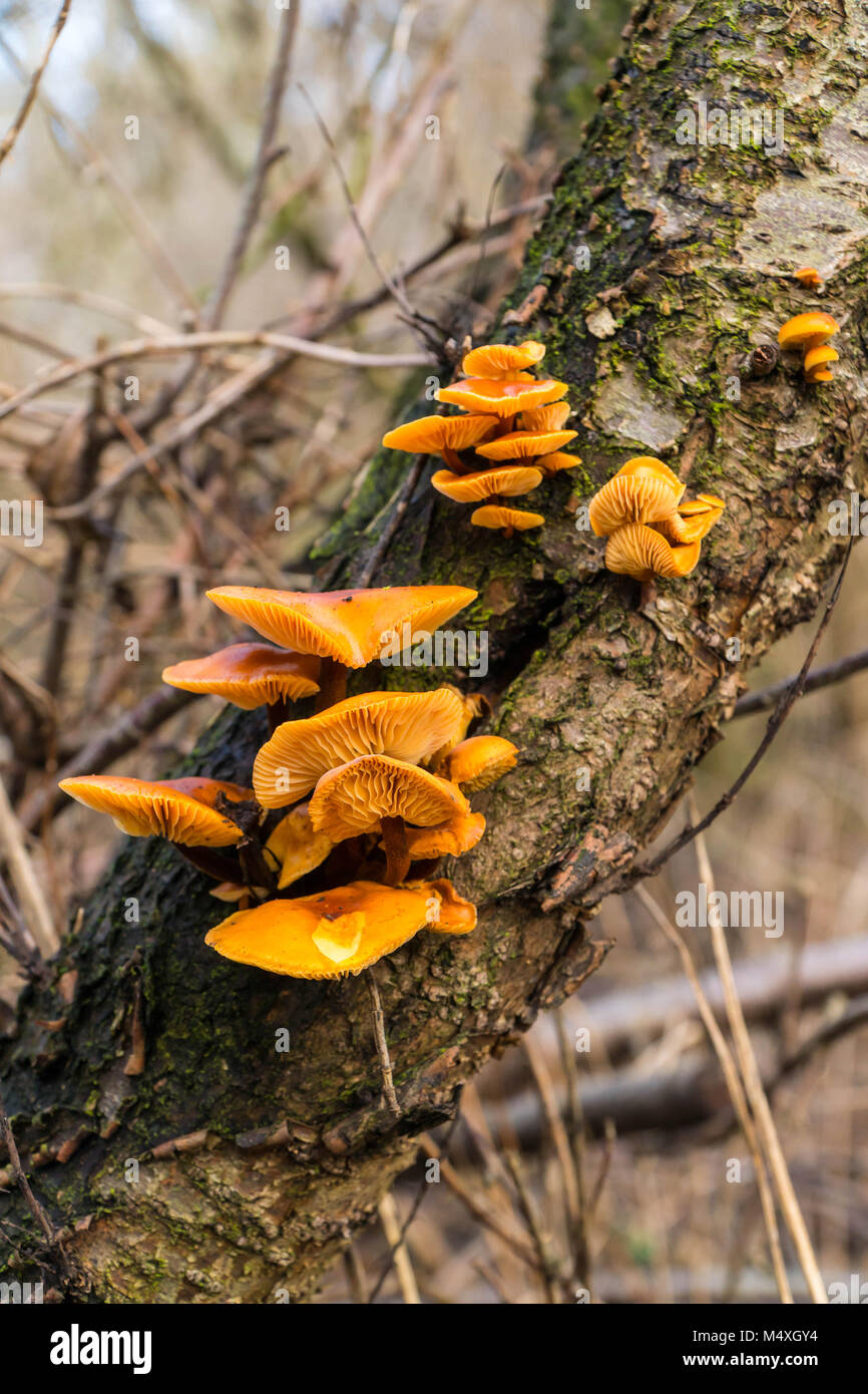 Gambo di velluto (Flammulina velutipes) cresce su albero di decadimento nel Herefordshire UK campagna Foto Stock