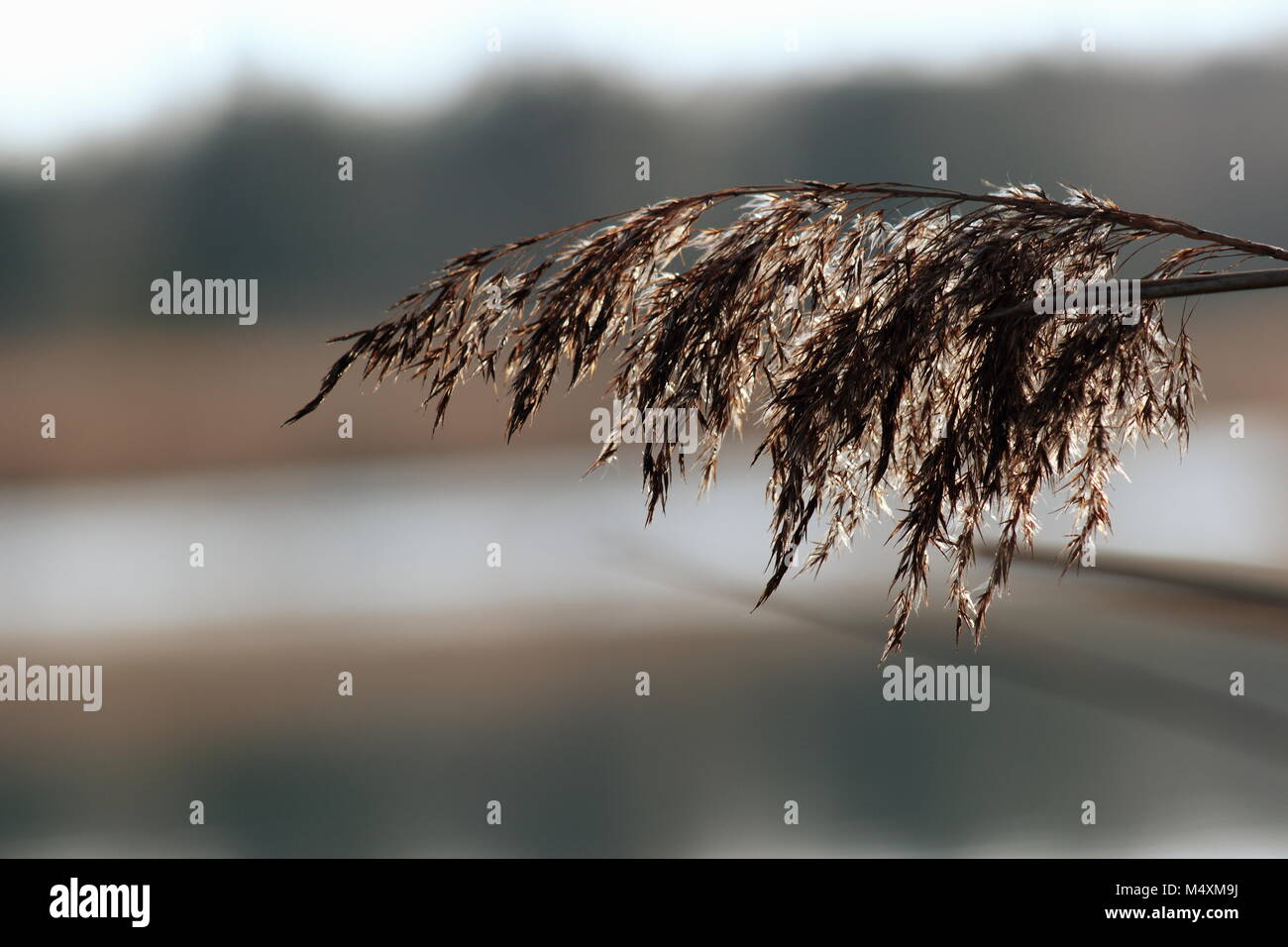 Il grano in autunno Foto Stock