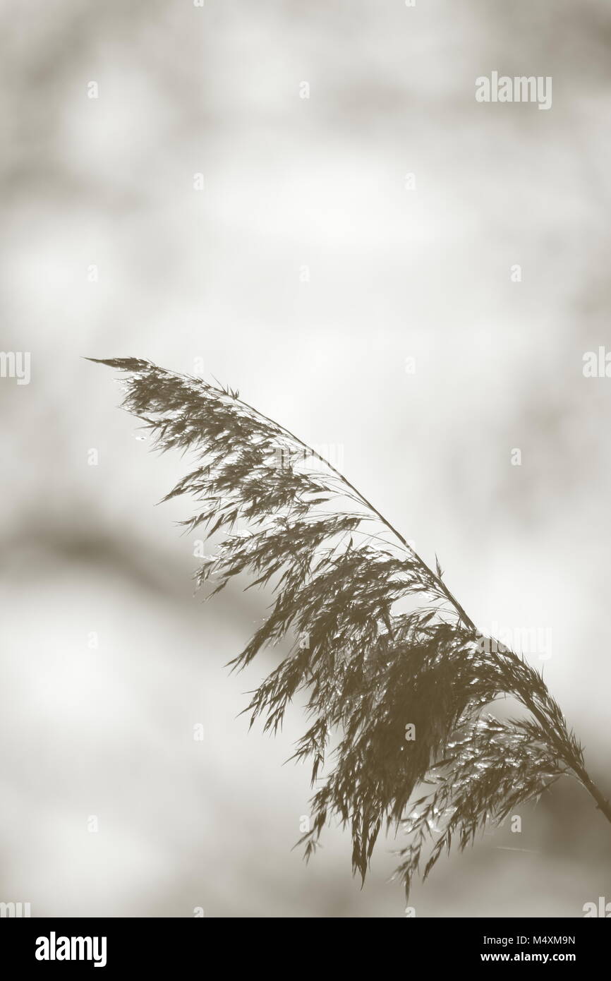 Il grano in autunno Foto Stock