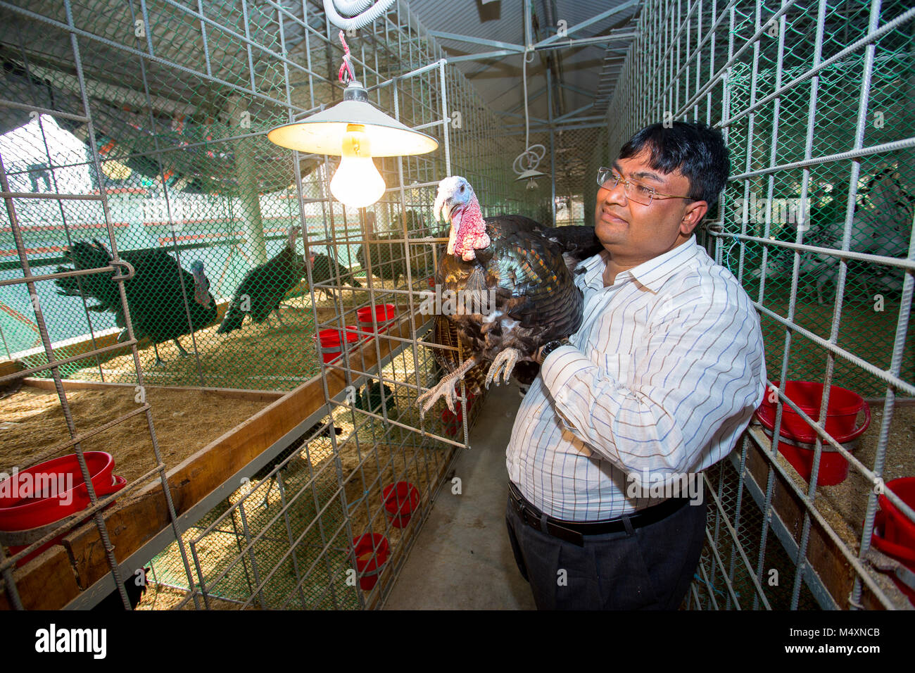 Md. Amir Hossain Sarkar, proprietario delle Filippine prima grande turchia farm business "Sarker Modarn Turchia Farm" a Ashulia, Savar, Dhaka, Bangladesh. Foto Stock