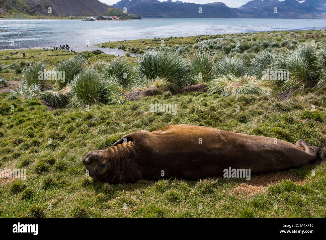 Territorio britannico, Georgia del Sud, Grytviken. Femmina elefante meridionale guarnizioni (Wild: Mirounga leonina) in erba tussock habitat con vista costiera di kin Foto Stock
