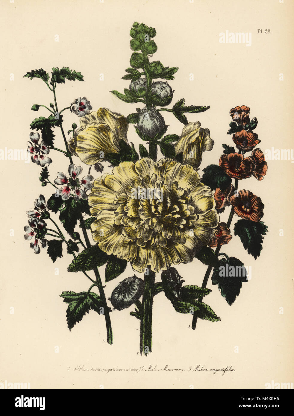 Giardino malva, Althaea rosea, il sig. Munro di malva, Malva munroana e strette-lasciava malva, Malva angustifolia. Handfinished chromolithograph da Henry Noel Humphreys dopo una illustrazione di Jane Loudon dalla sig.ra Jane Loudon il Signore fiore giardino di piante perenni ornamentali, William S. Orr, Londra, 1849. Foto Stock