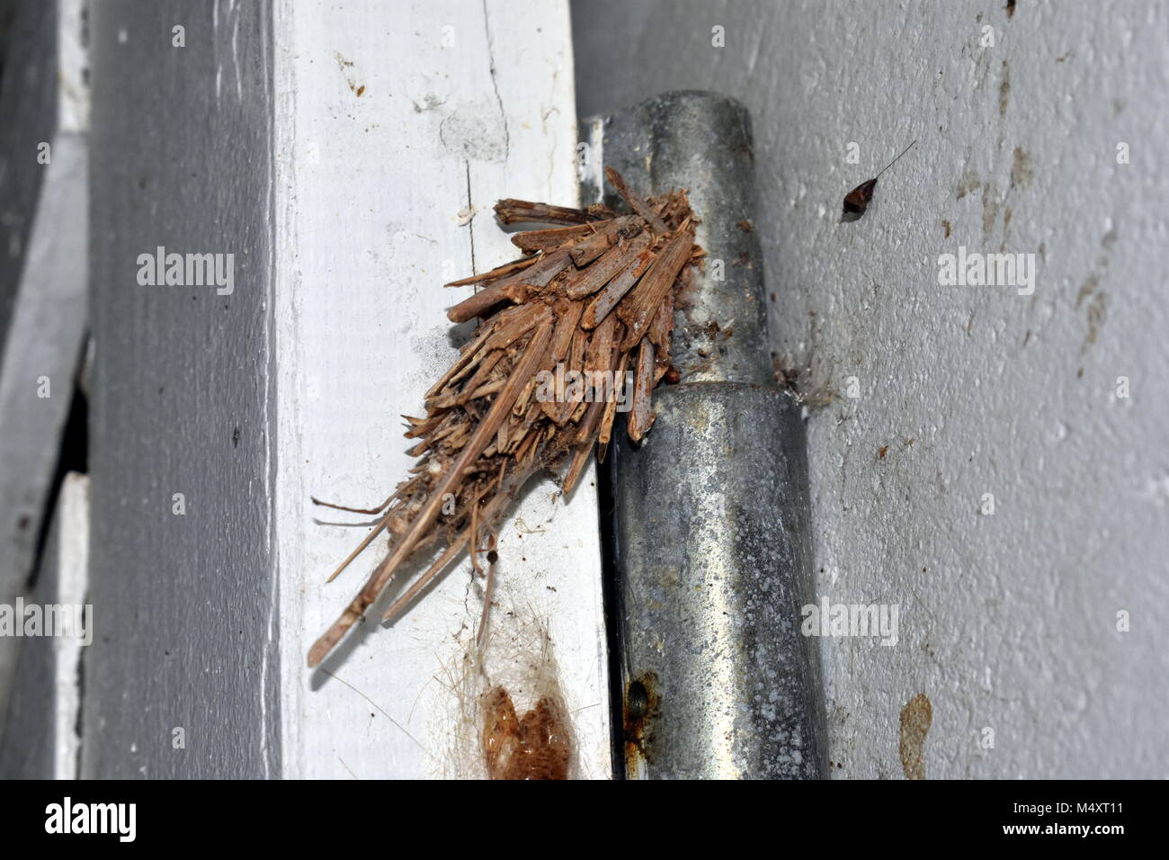Bagworm moth (Psychidae). Foto Stock