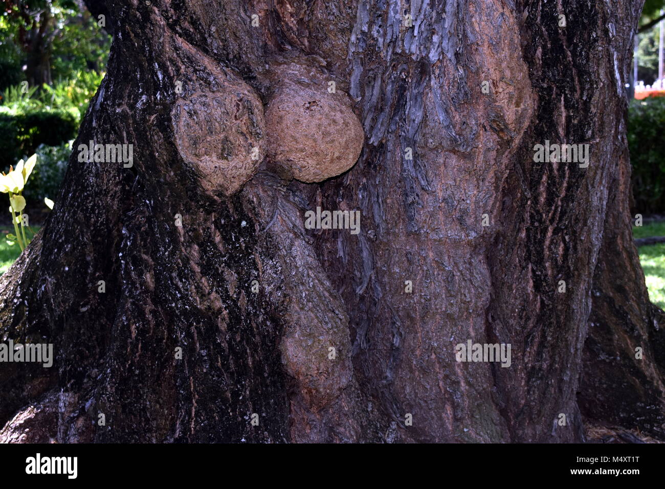 Una forma insolita tree. Foto Stock