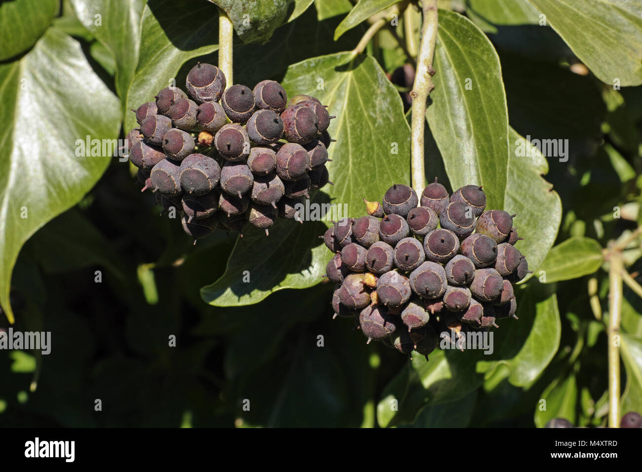 Bacche e foglie di Atlantic ivy, Hedera hibernica, Foto Stock