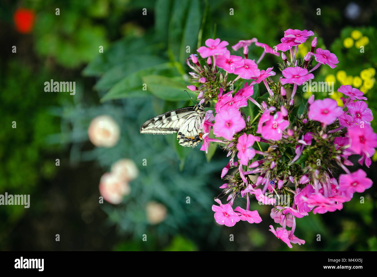 Papilio xuthus nettare di aspirazione Foto Stock