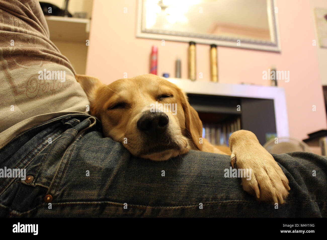 Mans migliore amico. Bojo dormire sul suo papà. Foto Stock