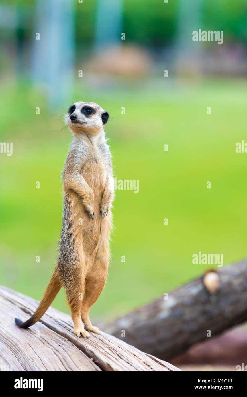 Ritratto di meerkat Suricata suricatta, nativi africani animale, piccolo carnivoro appartenente alla famiglia mangusta Foto Stock