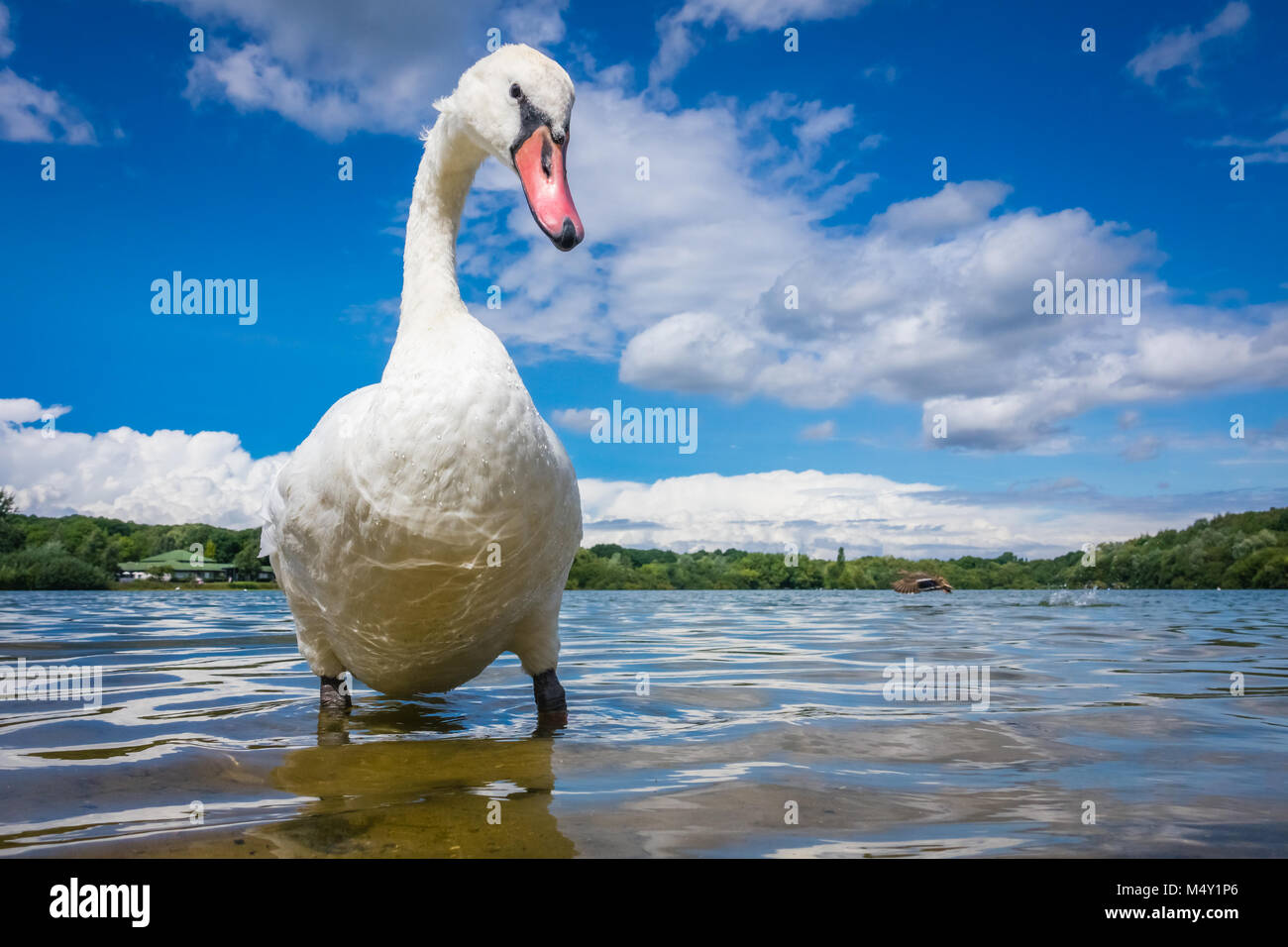 Large White Swan sul lungolago Foto Stock