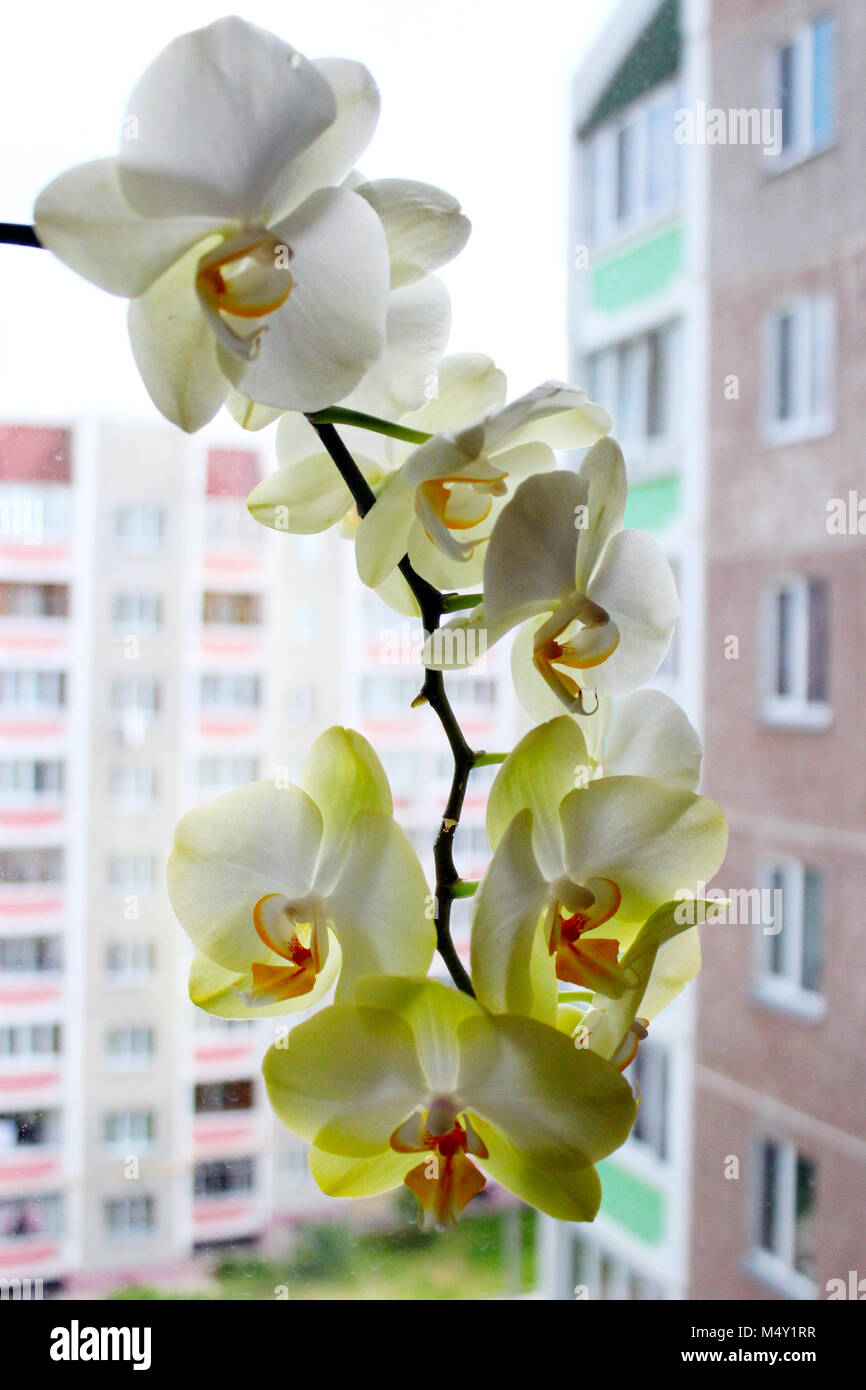 Fioritura di orchidee di gara come una parte della parte interna Foto Stock