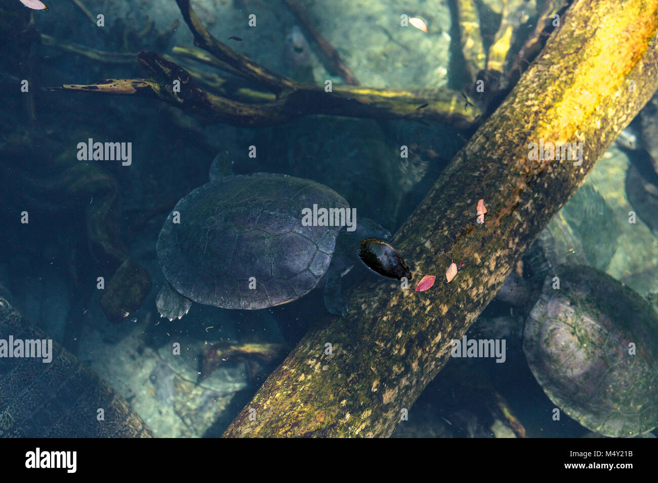 Nord del fiume terrapin turtle chiamato Batagur baska Foto Stock