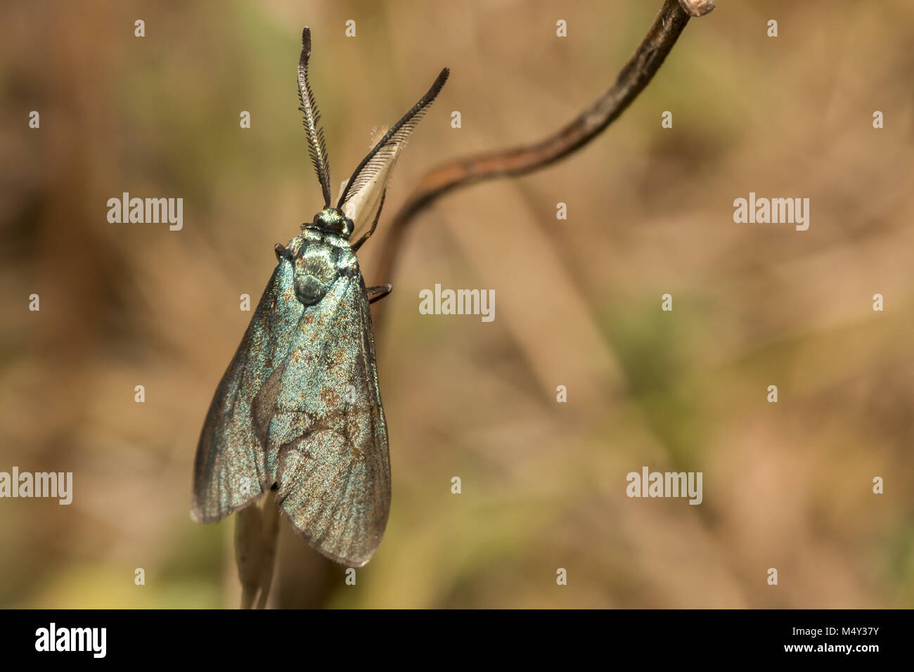 Forester verde (Adscita statices) Foto Stock