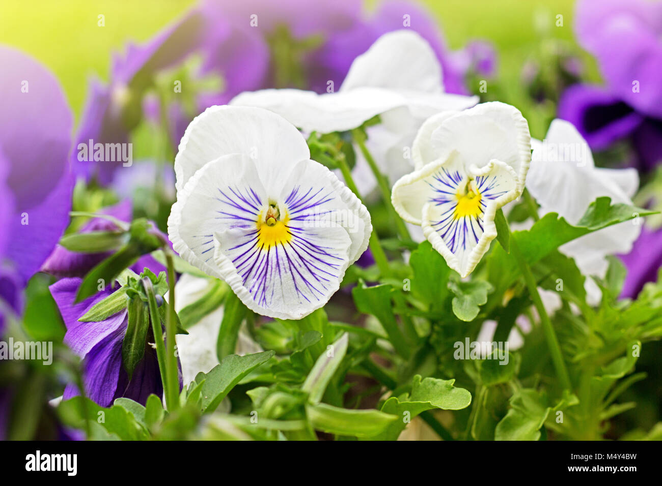 Aiuola di fiori di viola e bianco viola tricolore o kiss me quick (cuore facilità fiori) in estate, la bellezza della natura Foto Stock