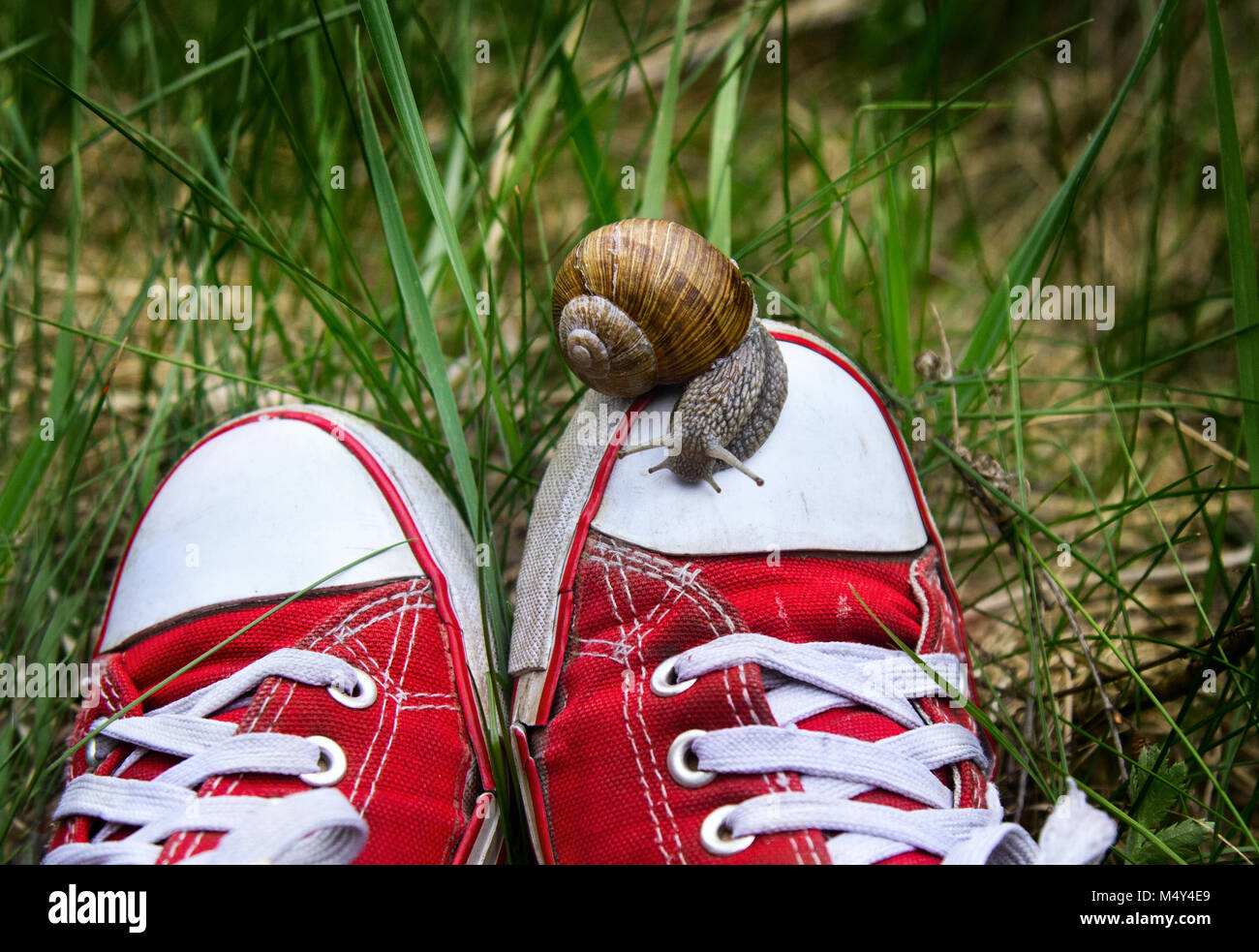 Piedi nel vecchio strappato gumshoes rosso con grande lumaca in cima all'esterno. Unità uomo con la natura. Velocità e dawdling. Foto Stock