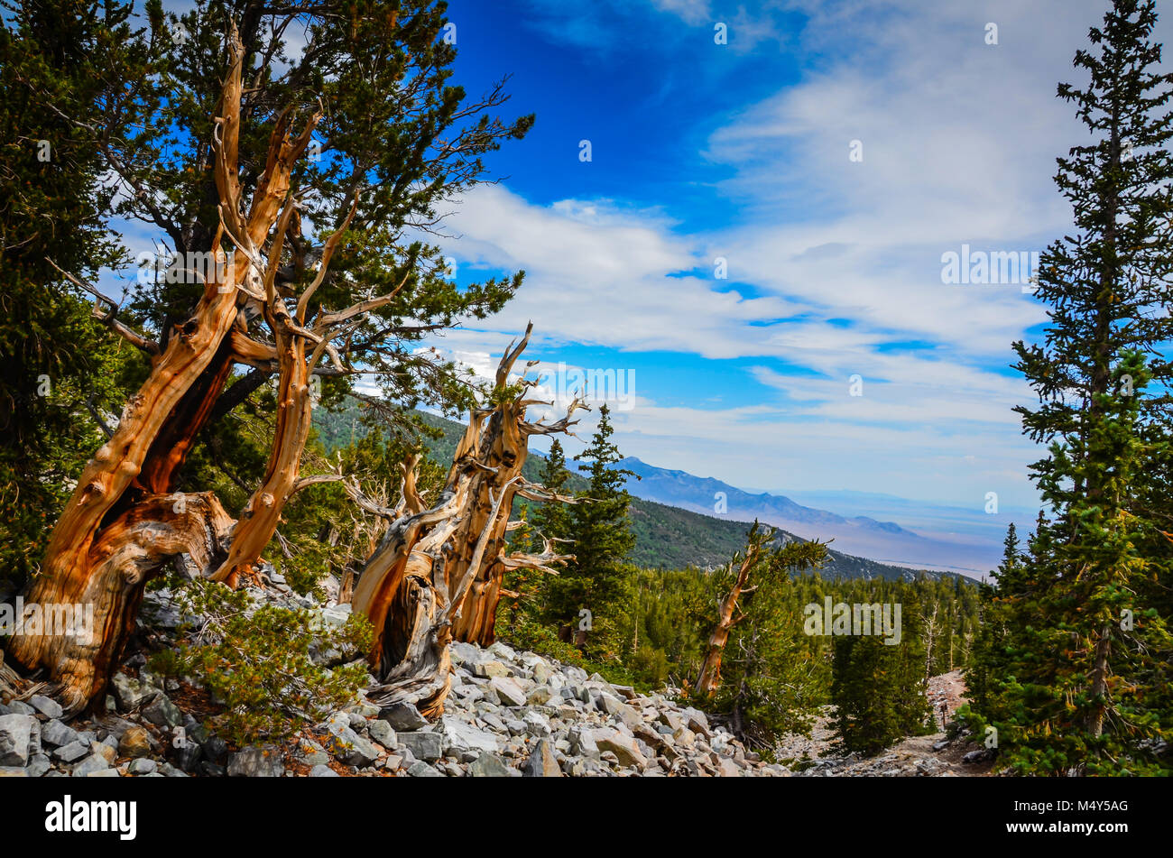 Vista panoramica che si affaccia su picchi di montagna su Bristlecone boschetto di pini trail nel Parco nazionale Great Basin. Foto Stock