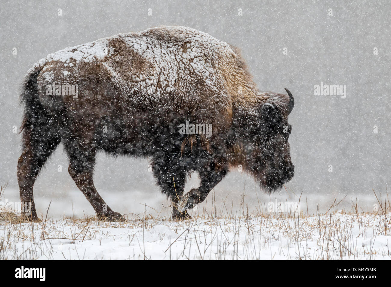 Voce maschile i bisonti americani (Bison bison) nella prateria a piedi attraverso una forte tempesta di neve, Neal Smith National Wildlife Refuge, Iowa Foto Stock