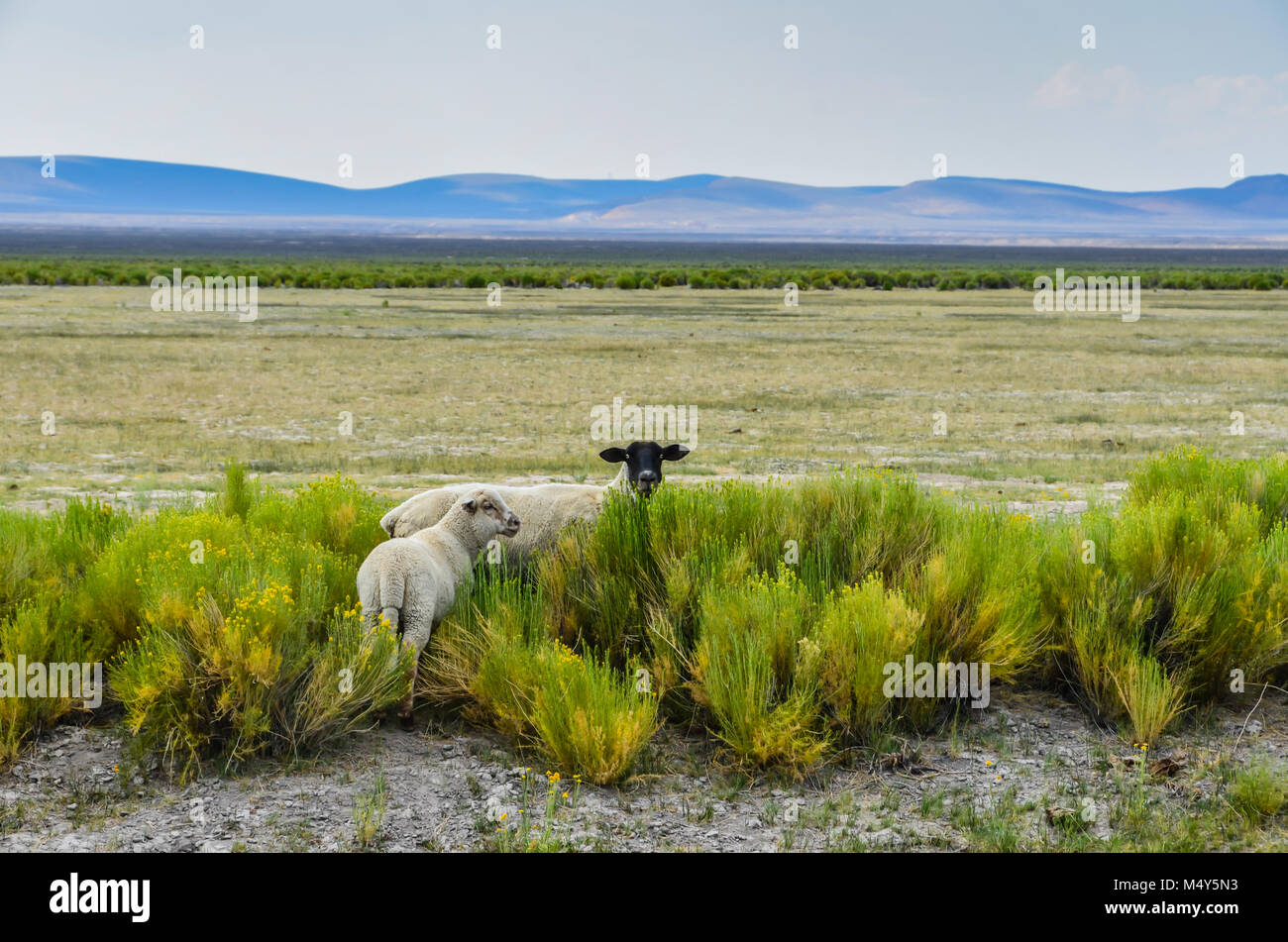 Un nero di fronte pecora e di un bianco peer di pecora al viewer da un intervallo aperto su un sage campo tratteggiata, con montagne distanti in background. Foto Stock