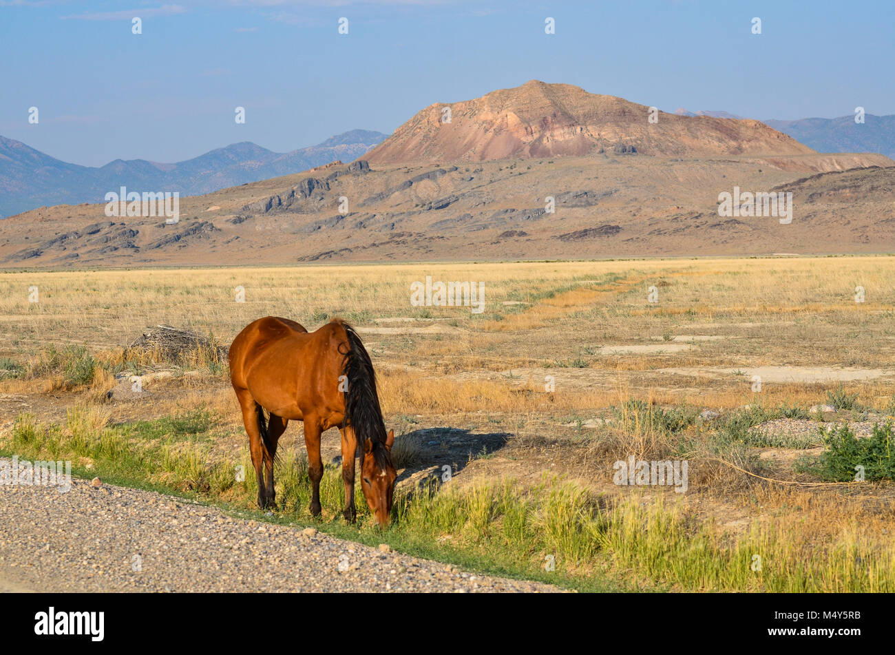 Un lone Wild Horse sulla gamma in Wyoming davanti a scogliere. Foto Stock
