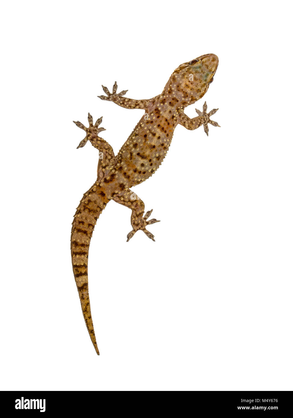 Mediterranean house gecko (Hemidactylus turcicus) climing verticalmente su sfondo bianco parete Foto Stock