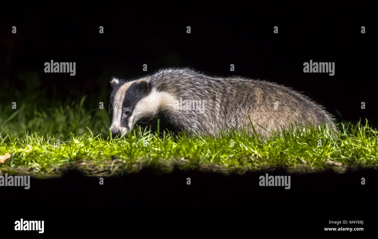 Europea (Badger Meles meles) rovistando in pascoli nel buio di notte Foto Stock