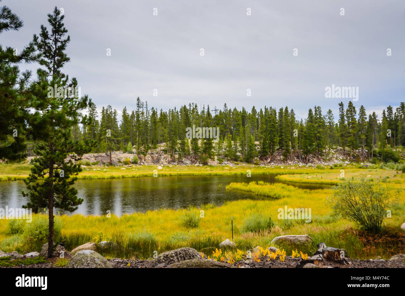 Cieli grigi e pioggerellina leggera pioggia caduta su stagno rifornito con la trota arcobaleno a livello nazionale Fish Hatchery in Denver, Colorado. Foto Stock