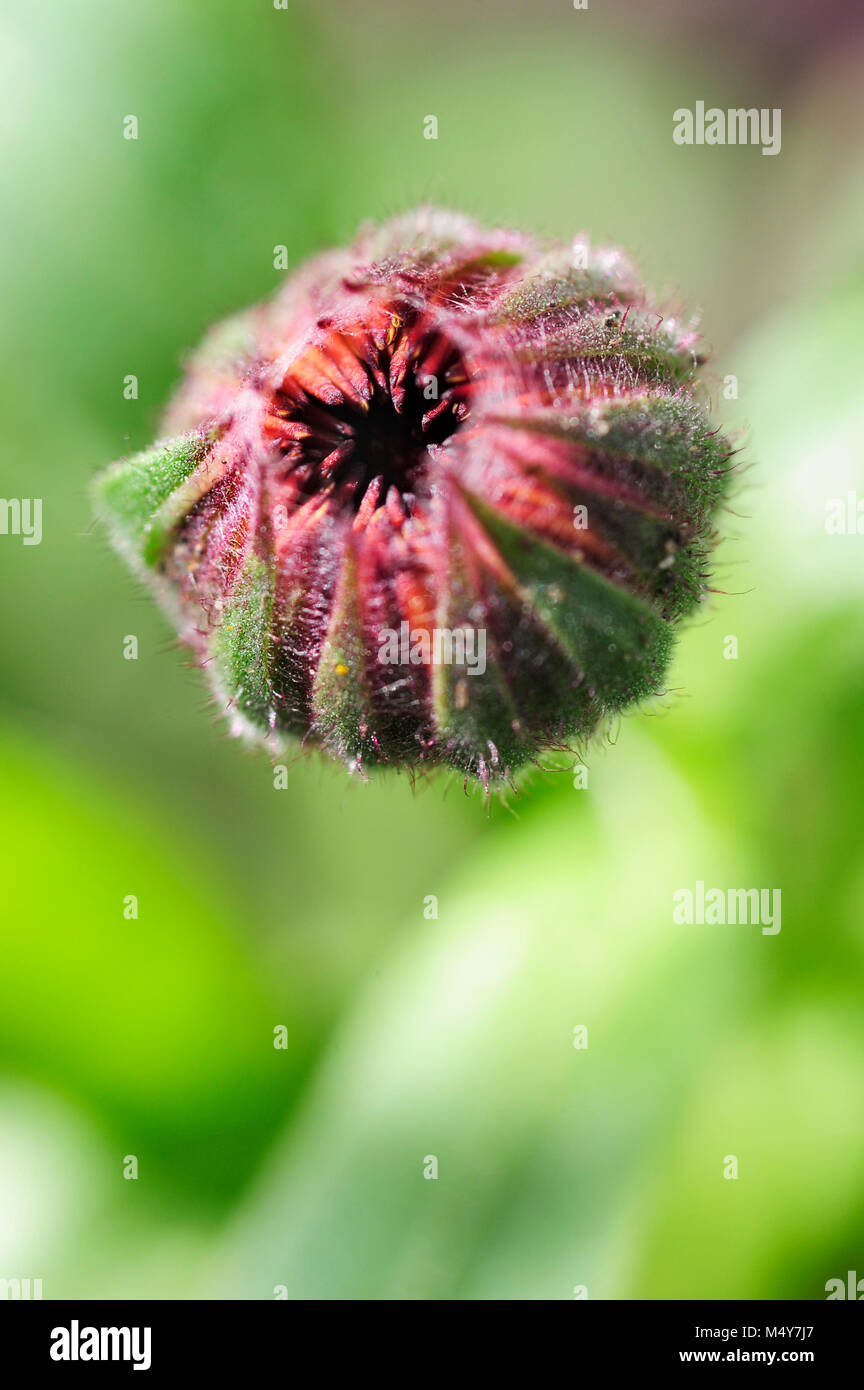 La Calendula è sia un fiore commestibile e erba medicinale. Una tintura è costituito dalle foglie e i petali ed è usato per il trattamento di disturbi della pelle. Foto Stock