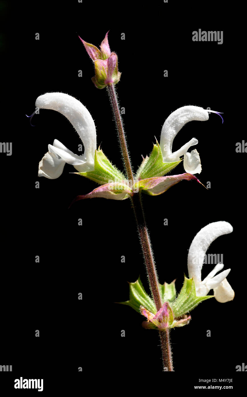 Salvia sclarea è un'erba. Fiori e foglie sono usati per disturbi di stomaco e altri disturbi digestivi, e per rimuovere eventuali oggetti estranei dall'occhio. Foto Stock