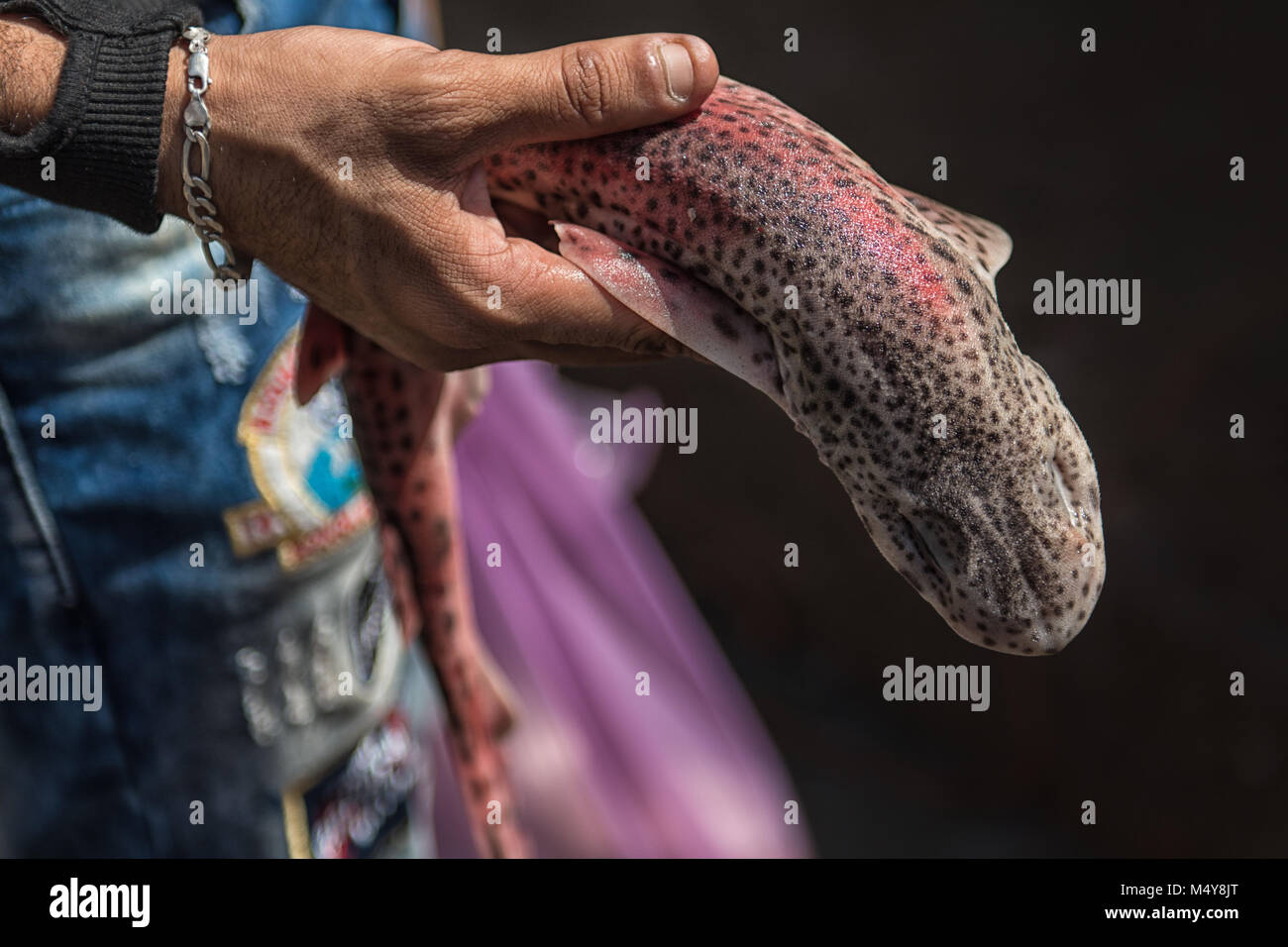 Vicino la foto di un pescatore tenendo una colorata Anguilla come pesci con uno sfondo scuro a un mercato di pesca a Essaouira. Foto Stock