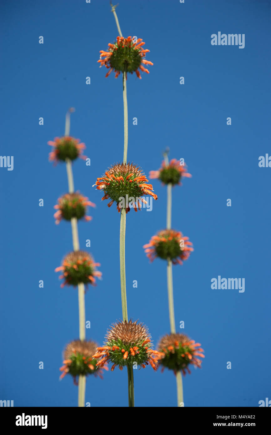 'Staircase' Lion l orecchio, Lejonöra (Leonotis nepetifolia) Foto Stock