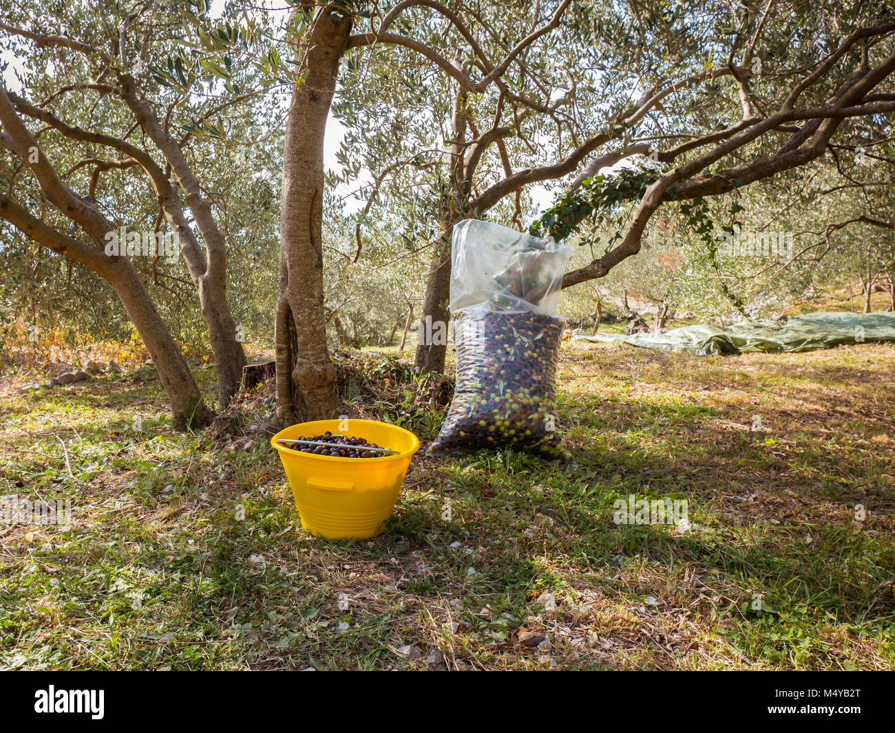 Il sacco e la benna piena di ripe organic olive su albero di olivo plantation Foto Stock