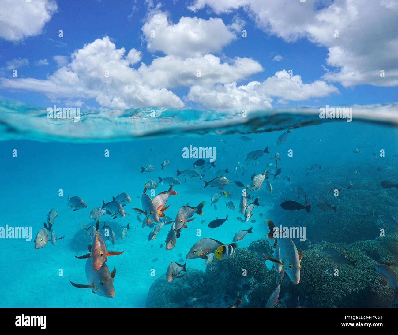 Nuvoloso cielo blu e secca di pesce tropicale con corallo subacqueo, vista suddivisa al di sopra e al di sotto della superficie dell'acqua, Rangiroa, oceano pacifico, Polinesia Francese Foto Stock